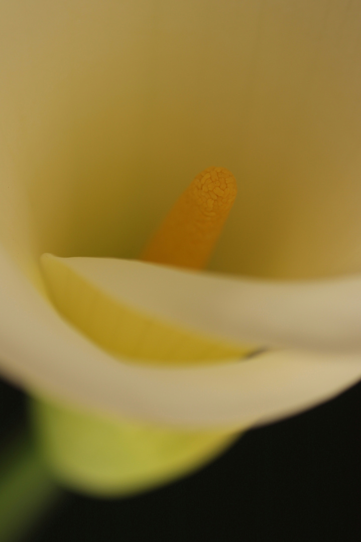 Calla Liebe 