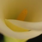 Calla Liebe 