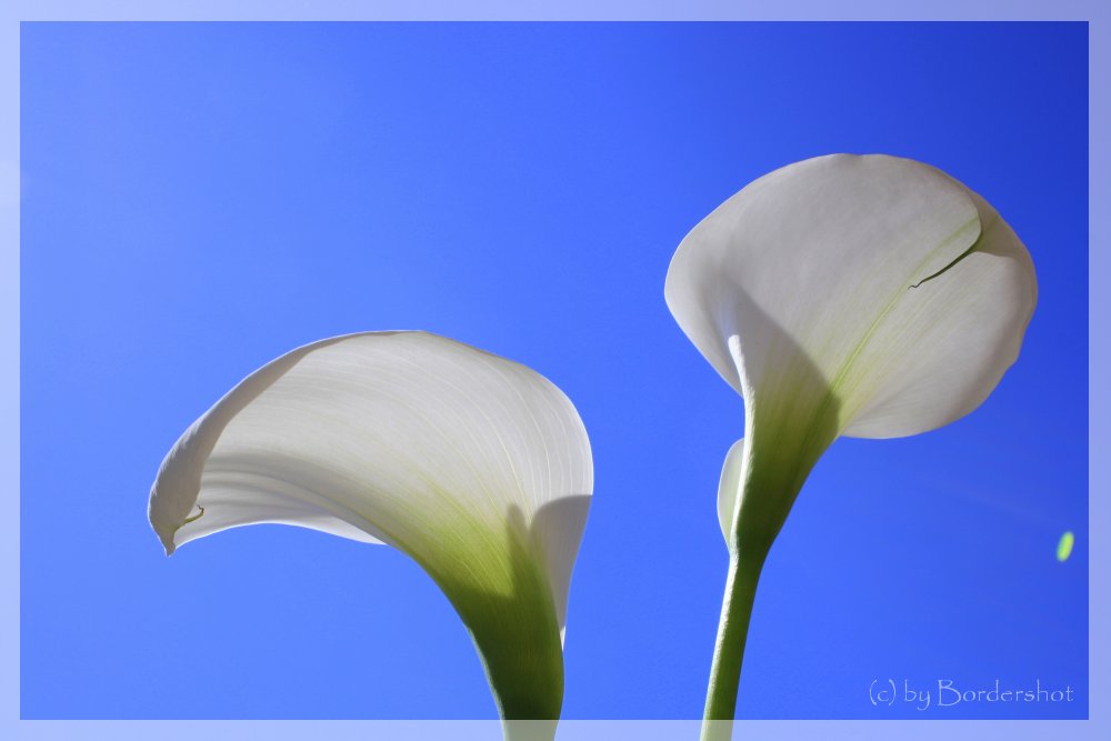 Calla Lilie 1