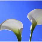 Calla Lilie 1