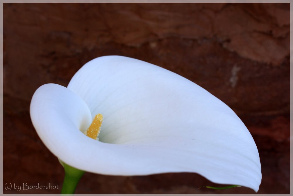 Calla Lilie 2