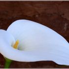 Calla Lilie 2