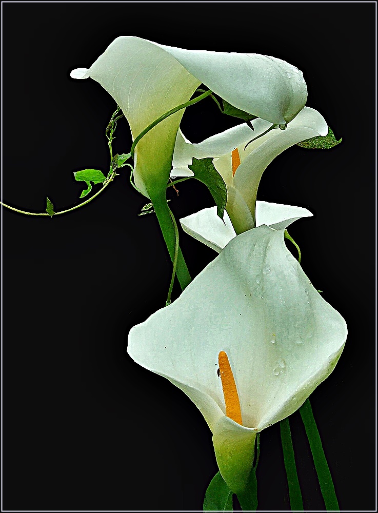 Calla Lilien 