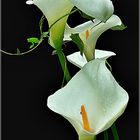 Calla Lilien 