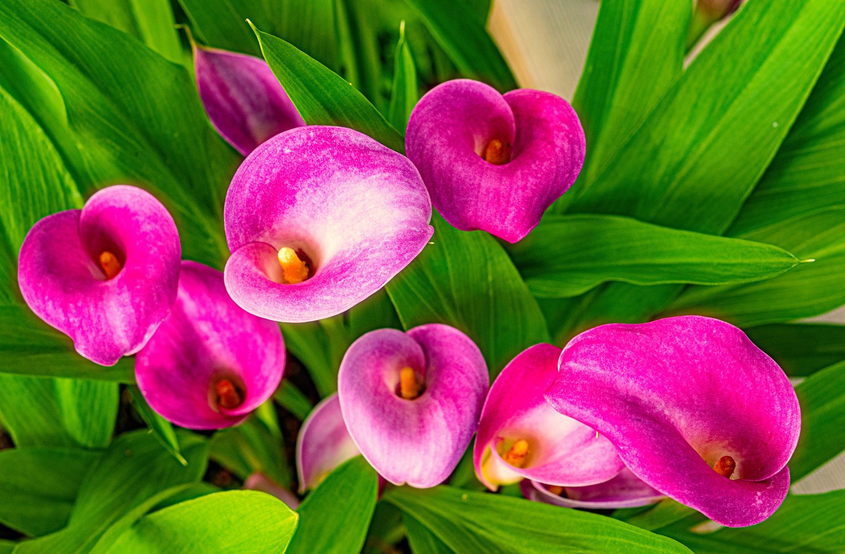 Calla Lilien (DSC_9834)