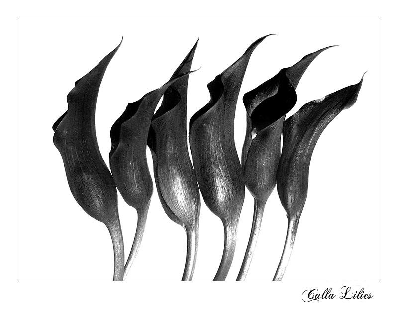 Calla Lilies