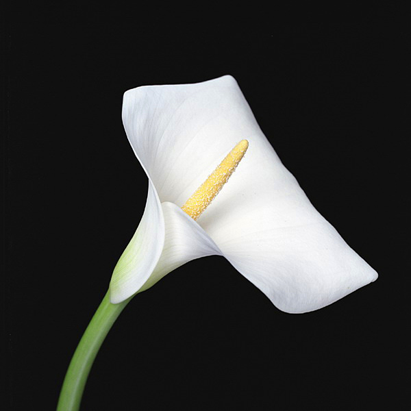 Calla Lilly 01