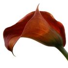 Calla Lilly