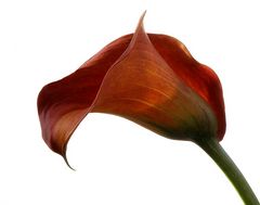 Calla Lilly