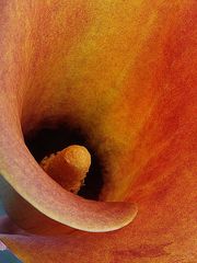 Calla Lilly