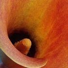 Calla Lilly