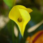 Calla Lilly