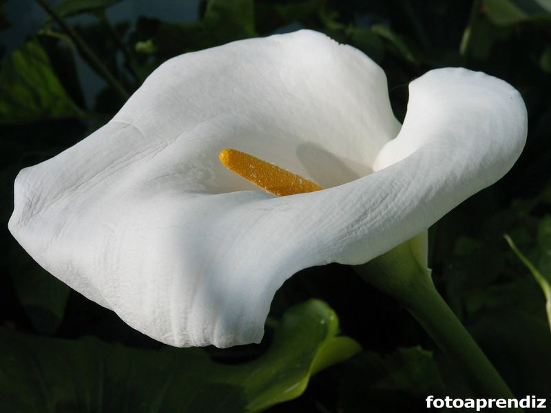 Calla Lily