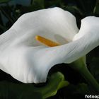 Calla Lily