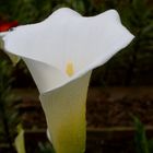 Calla Lily