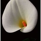 Calla Lily