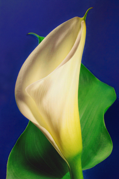 Calla Lily