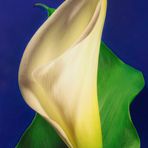 Calla Lily