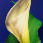 Calla Lily