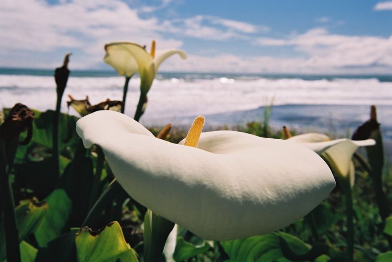 Calla Lily