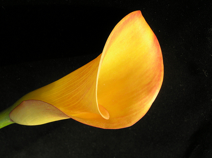 Calla-lily...