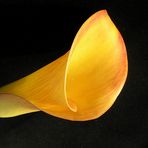 Calla-lily...