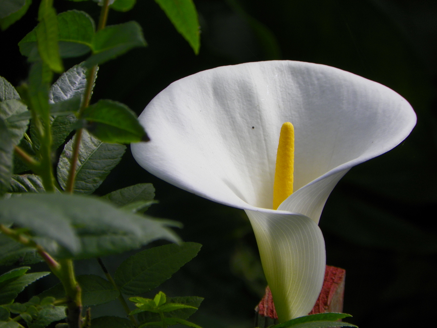 Calla Lily