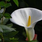 Calla Lily