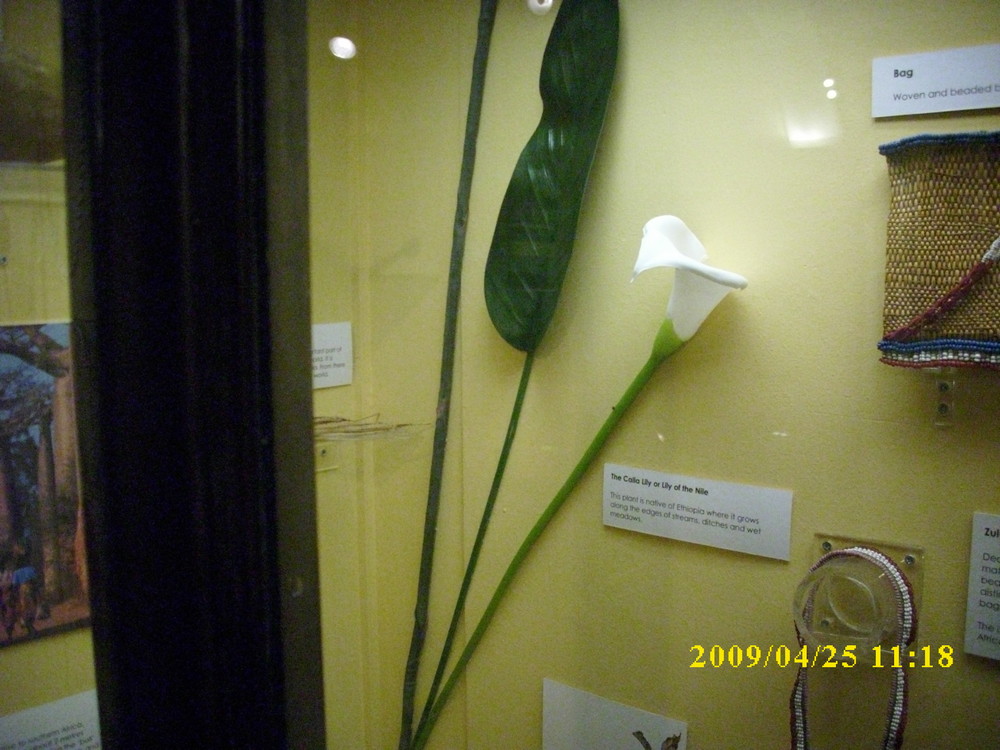 calla lily found along the nile river