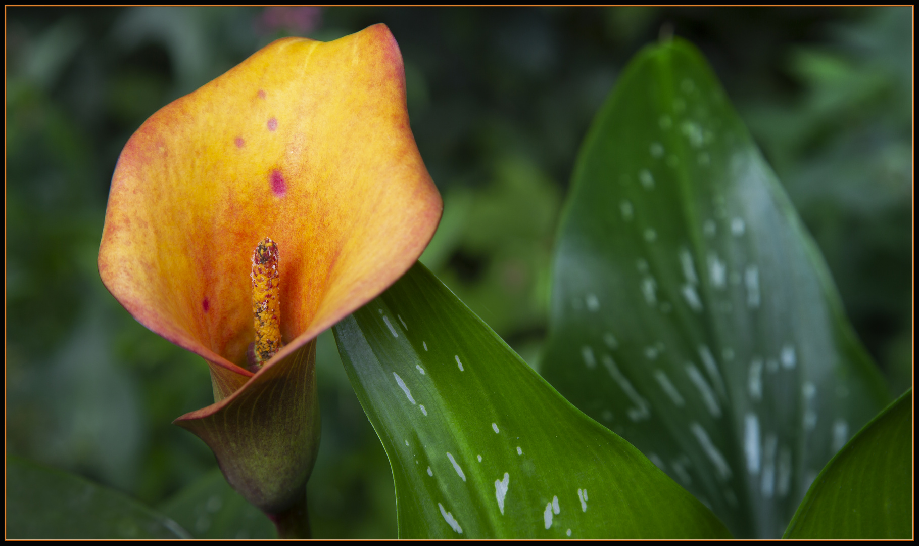 Calla Mango