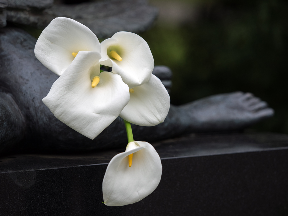 Calla mit Fuß