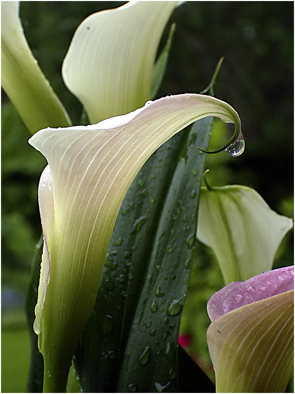 Calla - nehmen und geben