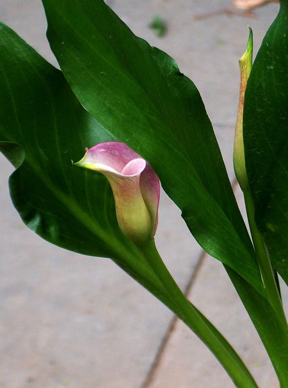 Calla , noch eine andere Perspektive