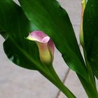 Calla , noch eine andere Perspektive