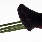 calla noir