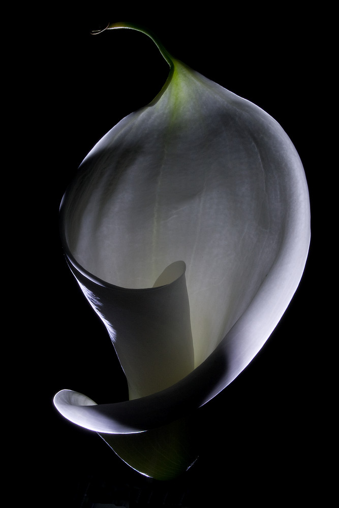 Calla (oder auch Drachenwurz)