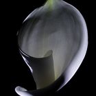 Calla (oder auch Drachenwurz)