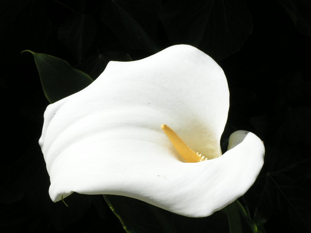 Calla on Alcatraz