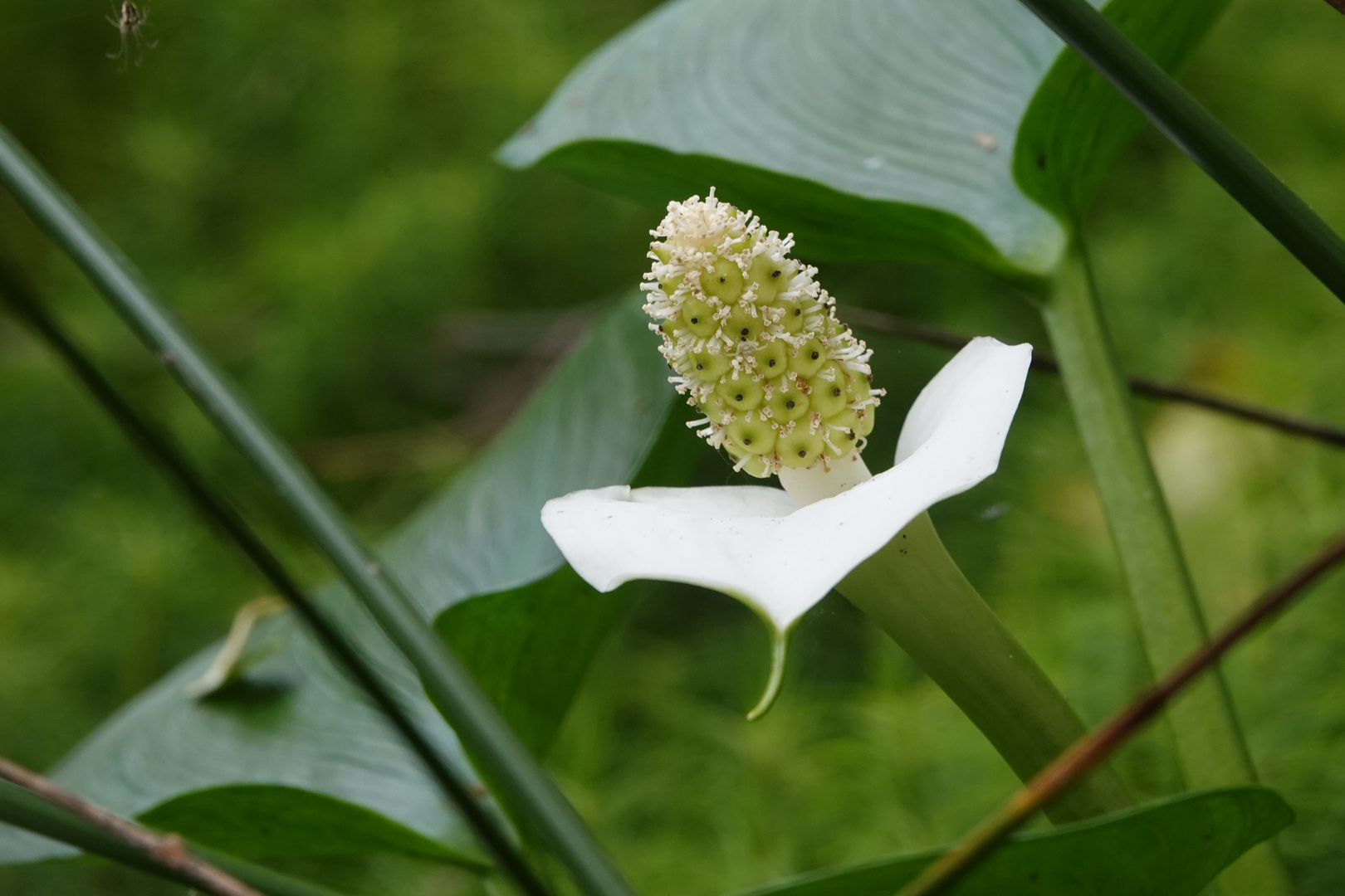 Calla Palustris