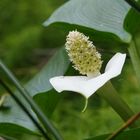 Calla Palustris