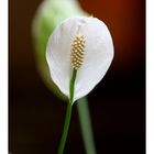 Calla palustris