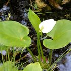 Calla palustris