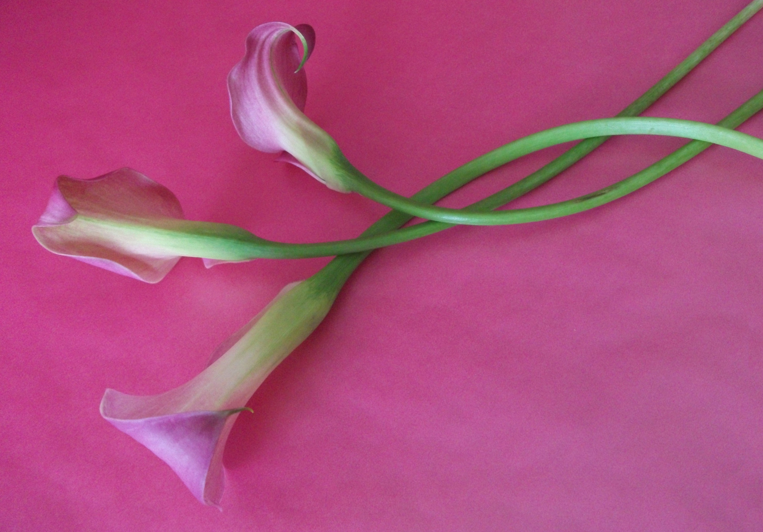 Calla pink