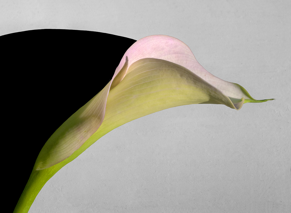 Calla Profile