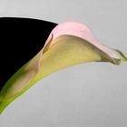 Calla Profile