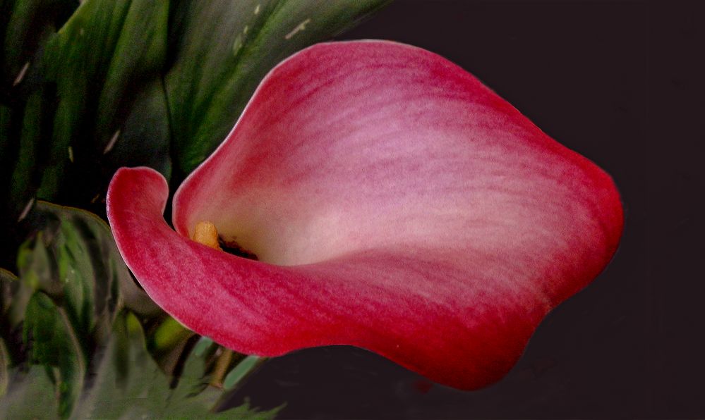 Calla    roja 