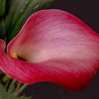 Calla    roja 