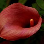 Calla roja