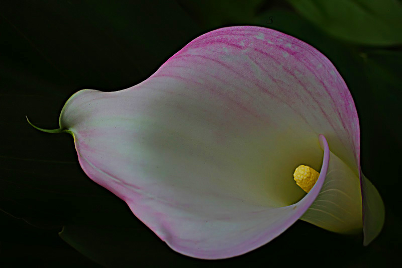 Calla rosa