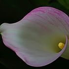 Calla rosa